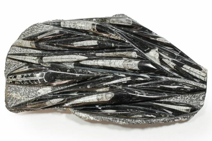 Polished Fossil Orthoceras (Cephalopod) Plate - Morocco #352292